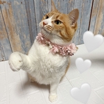 猫ちゃん🐈ワンちゃん🐕用、花冠💐お家での、誕生日撮影に🎂💕　首にも付けれます♡