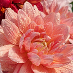 lucier様ご注文品です。花セット