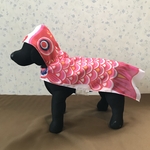 犬用❤︎鯉のぼりポンチョ❤︎Sサイズピンク
