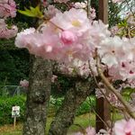 dad様専用