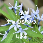チョウジソウ 丁子草 苗 4株 山野草
