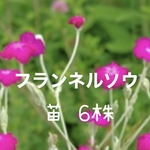 フランネル草 6株 リクニス コロナリア スイセンノウ
