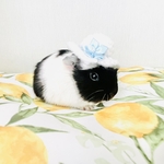小動物用 お嬢様の帽子