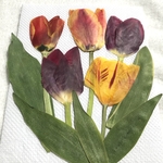 チューリップの押し花⑤