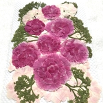 カーネーションの押し花　小さめ
