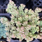 ミルキーウェイ　多肉植物