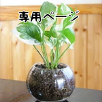 こちらは【専用ページ】です。