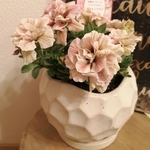 レアです！くすみカラーのペチュニア モカブラウン 鉢植え