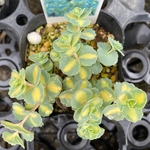 斑入りミセバヤ　多肉植物