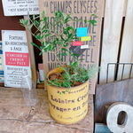 現品SALE♡【オリーブの木寄せ植え】素敵なピックつき！人気ブランド♡イエロー系ブリキ♪オシャレガーデニング