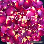 ミニ薔薇♡花びらの押し花2gセット★ミニバラ 花弁　ドライフラワー★花材　素材★レジン加工　ハンドメイドに★