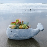 🆕再再再再販！上品で優しいくじらの寄せ植え♡サボテンor多肉植物の鉢植え🐳クジラ  ブルー 青 夏 母の日