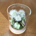【再再販】たんぽぽ綿毛とオレガノのドライフラワーテラリウム　わたげのインテリア　プレゼントにも　父の日にも