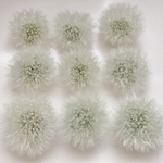 たんぽぽ綿毛＊3.7〜4センチ
