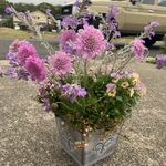 人気のスカビオサを使った寄せ植え