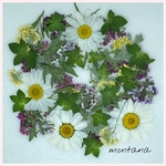 575.押し花アソート〜お花　mix 押し花素材
