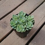 多肉植物 エケベリア スプリングジェイド