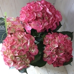 ブラックリーフ♡ブラックダイヤモンド♡レッドエンジェル♡紫陽花♡