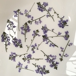 紫色の押し花　押し花アート対応　小花　フラワー　花　花材　素材　藤色　
