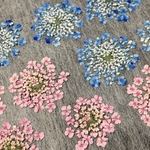 押し花278 レースフラワー着色