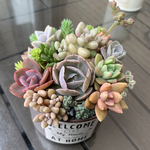 多肉植物　寄せ植え　リメイク缶5♪