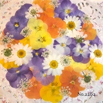 ♡new♡  ♡可愛い押し花セット♡ ♡たくさん入って使いやすい押し花セット♡
