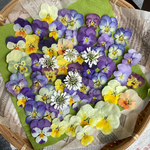 ドライフラワー　ハンドメイド　素材　ビオラ　　イベリス　⑥