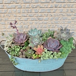 多肉植物　大きな寄せ植え♪　母の日にいかがですか？　
