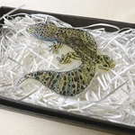 ✴︎アニマルシリーズ✴︎ ヒョウモントカゲモドキ earthブローチ