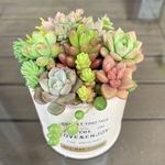 多肉植物　寄せ植え　リメイク缶　セミロング♪