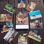 ①島ねこ日めくり＆ポストカード１０枚セット　No.１　Island cats Day to day Calendar and Original Post card 10piece No.1