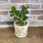 パンダガジュマル　お洒落アレンジ♡　植物　観葉植物
