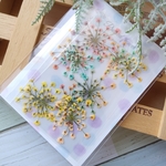 押し花118　レースフラワー　グラデーション