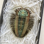 三葉虫 earthブローチ 古代シリーズ