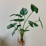 モンステラ フェイクグリーン　根付き　人工観葉植物