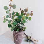 お洒落ユーカリ『ポポラス』お洒落な観葉植物として大人気！5号鉢　受け皿付き　ブラウン