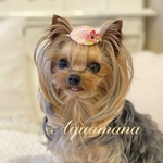 再販🍀【 犬用　👒　帽子 】 おしゃれ　トップノットペット　子供　ヘアアクセサリー　帽子　バレッタ　撮影　♡AquaMana♡