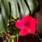n様専用です🌺