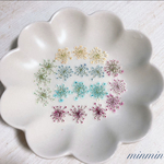 【NO.2 押し花素材】レースフラワー  ミックス　14輪