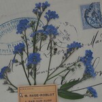 押し花 　わすれな草　勿忘草　レジン　ハーバリウム　キャンドル　素材　花材 