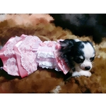 【watarulove51様専用】犬服　プリンセスドレス👗✨