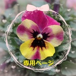 ♡o｡ anmo-98 様　専用ページ .｡o♡