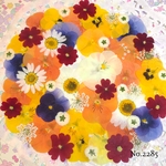 ♡new♡  ♡可愛い押し花セット♡ ♡たくさん入って使いやすい押し花セット♡