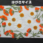 押し花　素材　花いろいろ(２４枚)　８８５