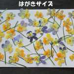 押し花　素材　花いろいろ(極小輪ビオラ)(３３枚)　８９６