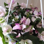 斑いり♡トランデスカンティア♡胡蝶の舞♡観葉植物♡ハンギング♡
