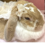 🌷フラワーカチューシャ🌷