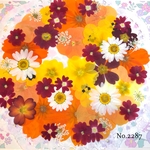 ♡new♡  ♡可愛い押し花セット♡ ♡たくさん入って使いやすい押し花セット♡