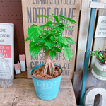 レア！現品♡【ヘテロパナックス】かっこいい根あがり観葉植物♡水色系ブリキ鉢入り！オシャレなグリーン♪