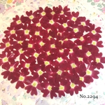 ♡new♡作家様必見♡ 人気のバーベナがいっぱい♡ 押し花セット